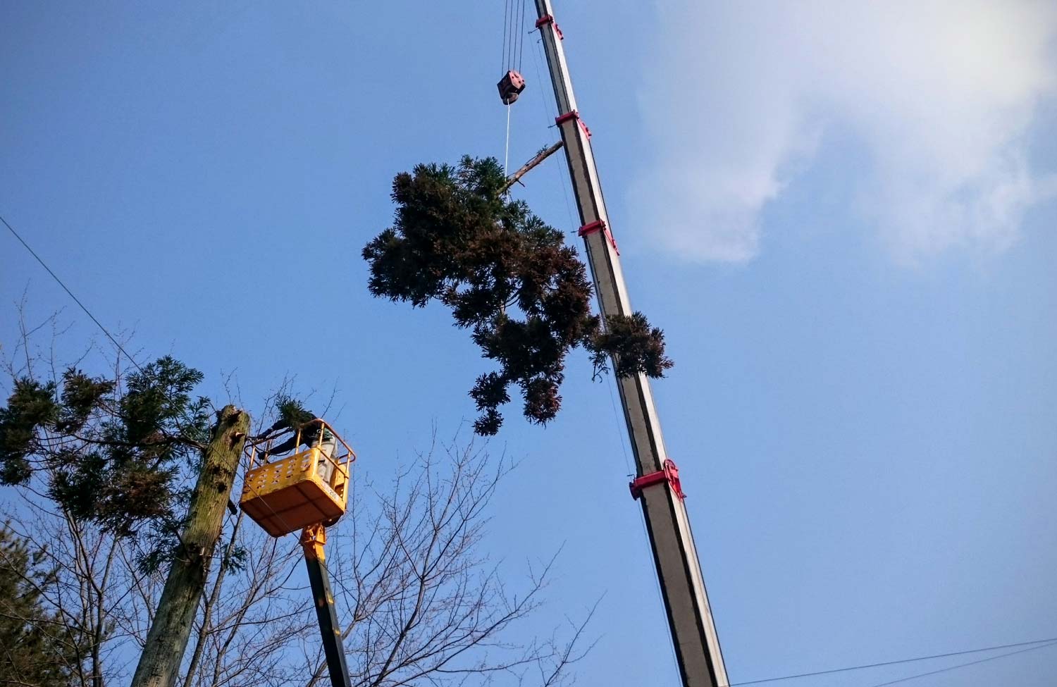 高所の伐採