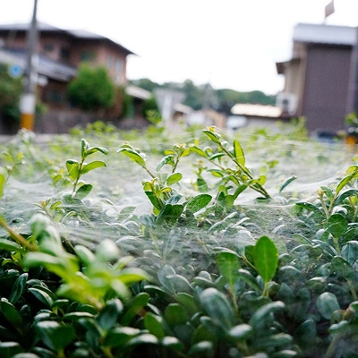 防虫・害虫対策