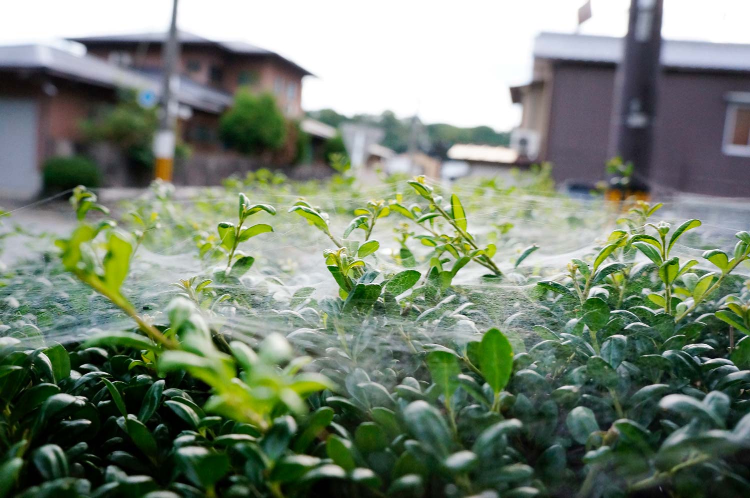 防虫・害虫対策