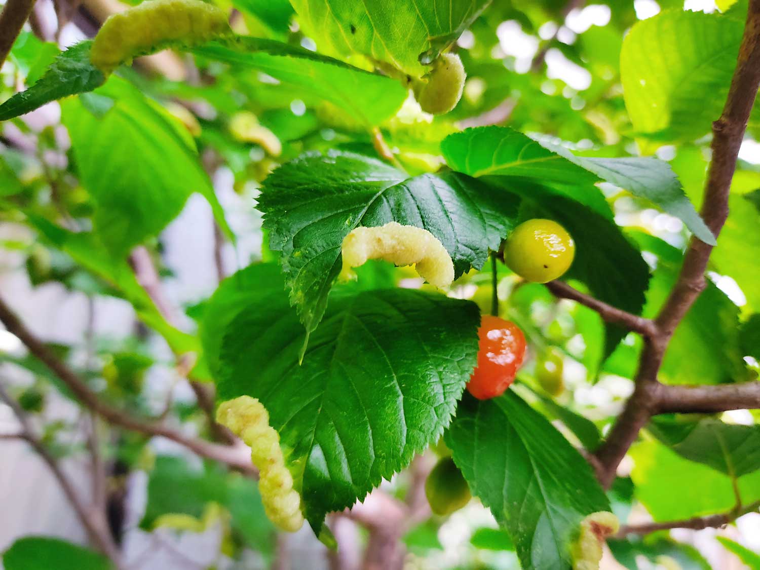 サクランボの葉の虫こぶ アブラムシの虫瘤